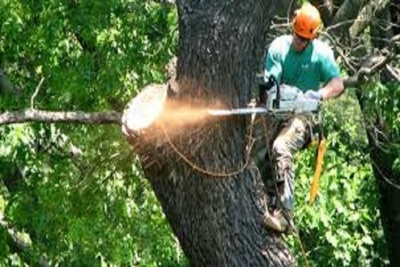 Medium treetrim