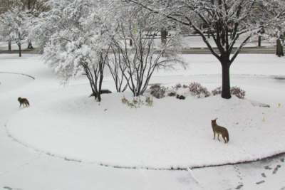 Medium coyote