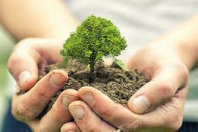 Medium treeplanting
