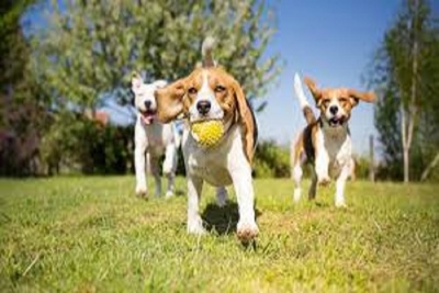 Medium dogpark