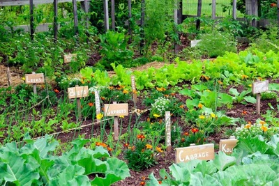 Medium garden