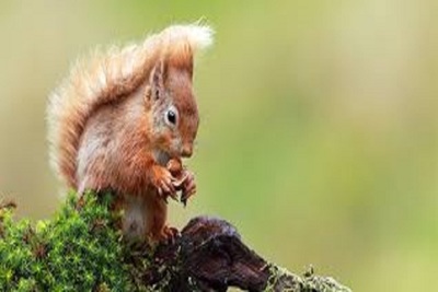 Medium squirel