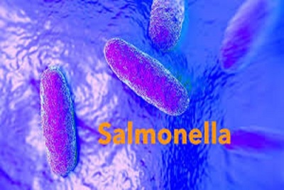 Medium salmonella