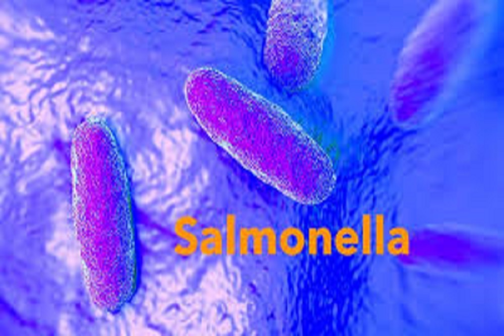 Salmonella
