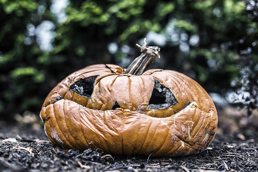 Don’t dump Halloween pumpkins, donate or compost them