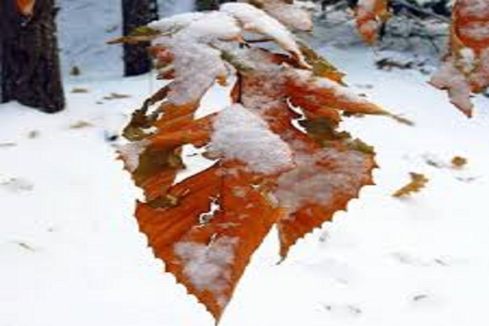 Leaf