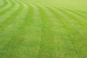 Grass