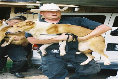 Medium dogcatcher