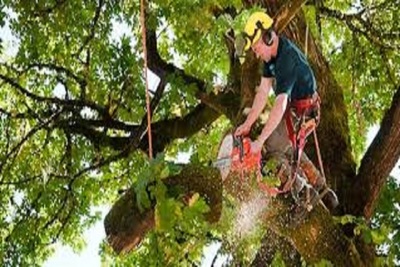 Medium treetrimming