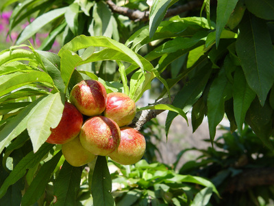 Medium athome yardsmart orchard ti