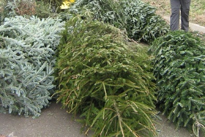 Medium christmastreecut